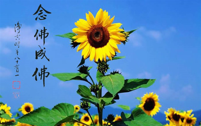 净土法门法师:想就想阿弥陀佛,念就念阿弥陀佛,想就想《无量寿经》,念就念《无量寿经》,这决定得生 净土法门法师:想就想阿弥陀佛,念就念阿弥陀佛,想就想《无量寿经》,念就念《无量寿经》,这决定得生