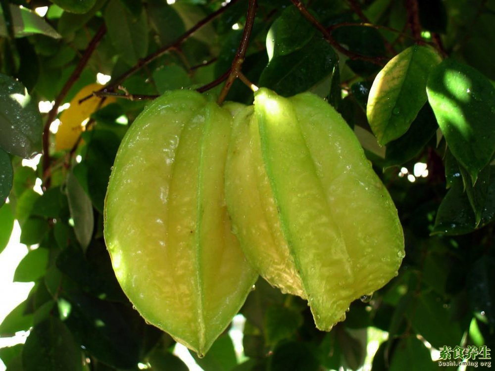 Ģ