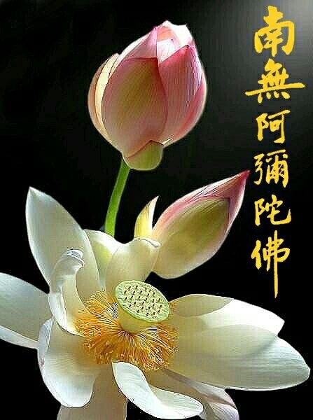 QQ图片20141022182627.jpg 摘自2014净土大经科注-第89集