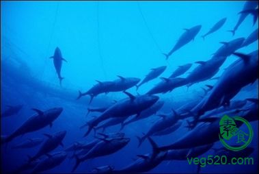 2010072909385286260.jpg