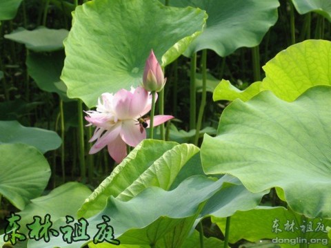 念佛求生净土,为人生大要
