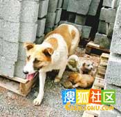 感动中国的动物们1.jpg