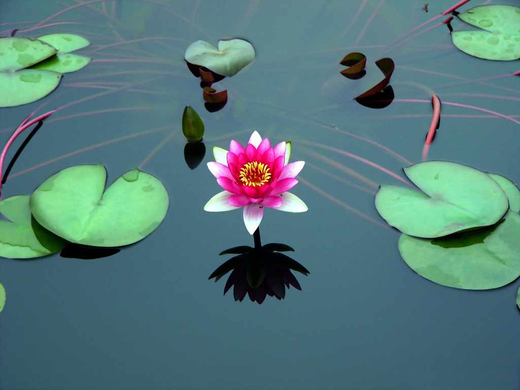 莲花3.jpg