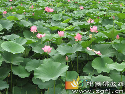 艳福非真福