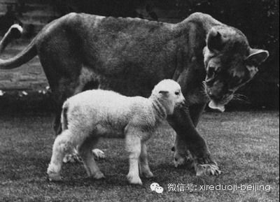 吃素的狮子,感动全人类.jpg