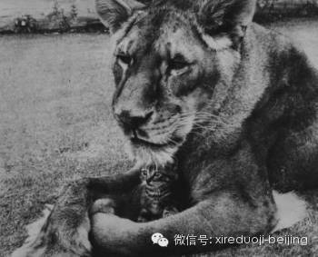 泰克和猫咪.jpg